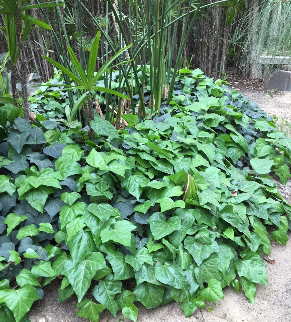 Hedera canariensis