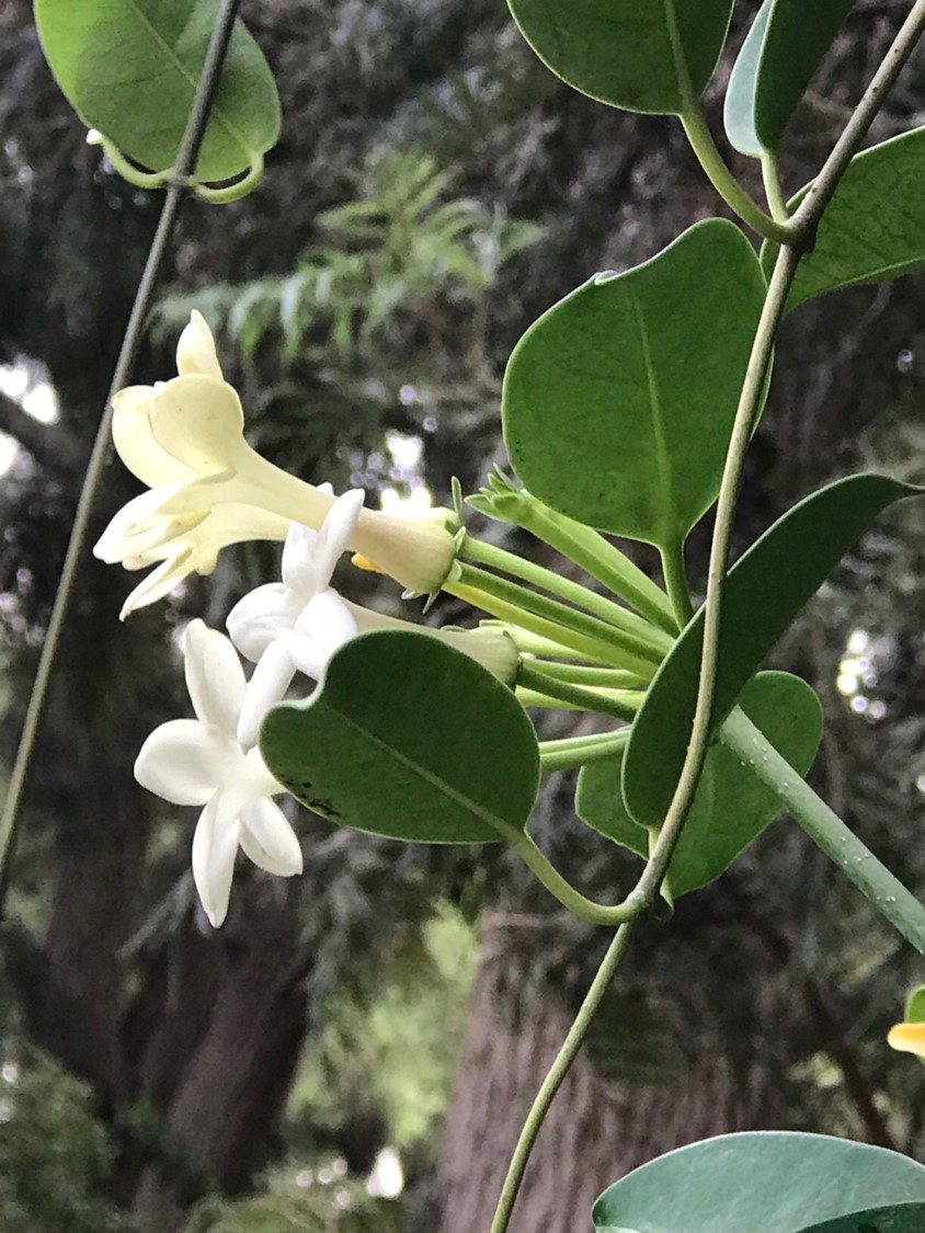 Stephanotis floribunda