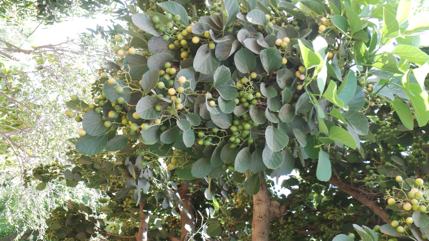 Cordia dichotoma