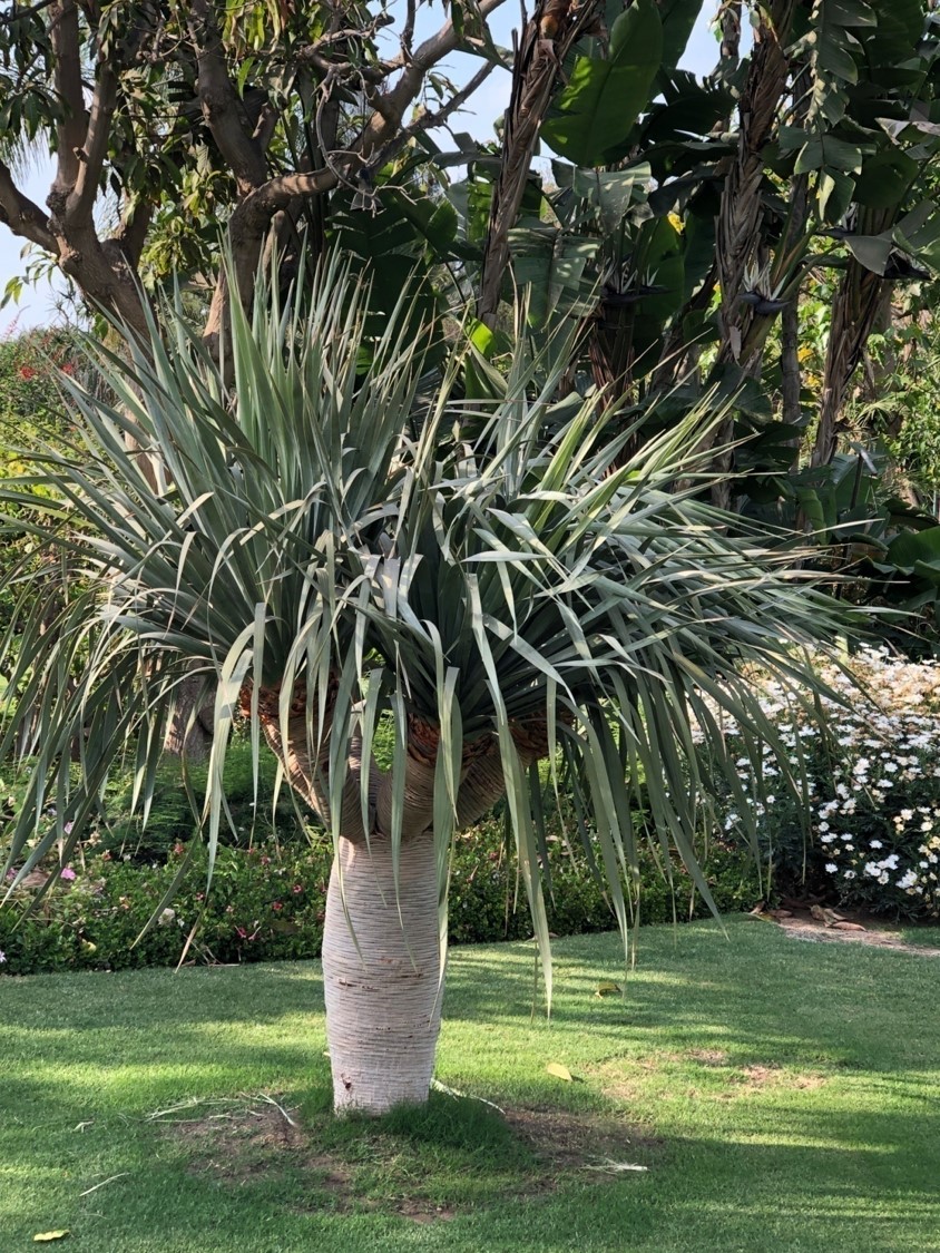 Dracaena cinnabari