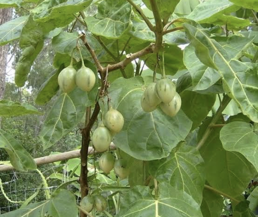 Solanum Betaceum