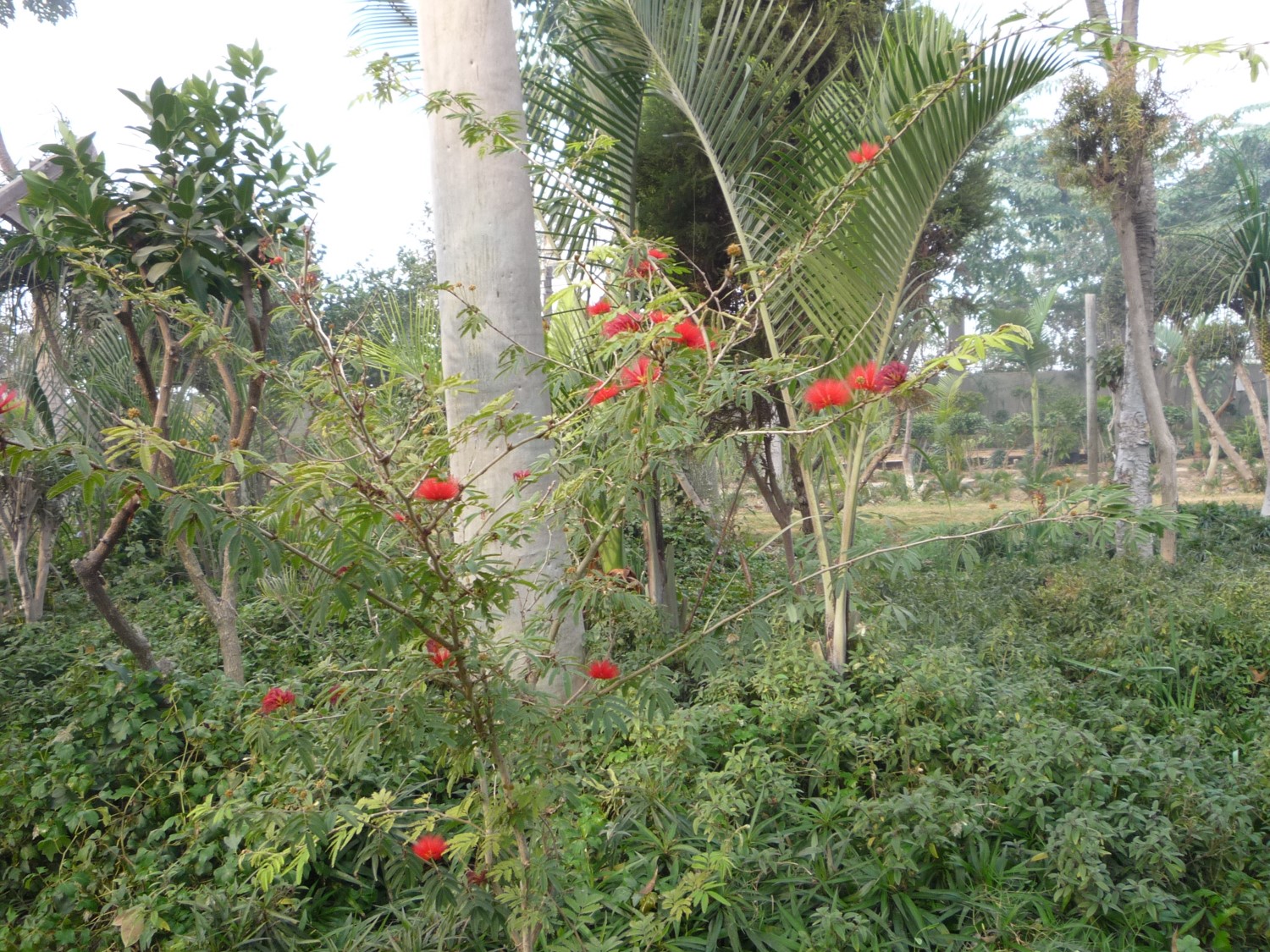 Calliandra tweediei