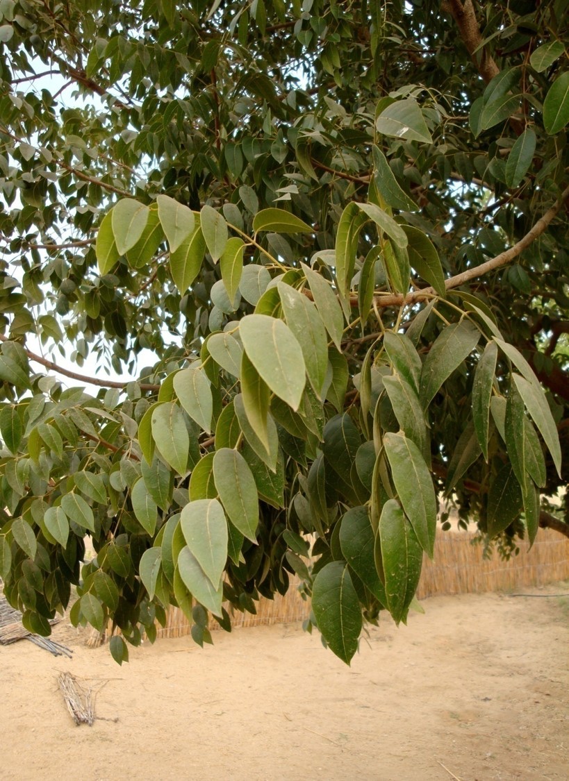 Swietenia mahagoni