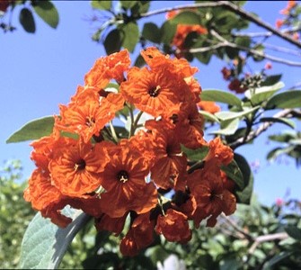 Cordia sebestena