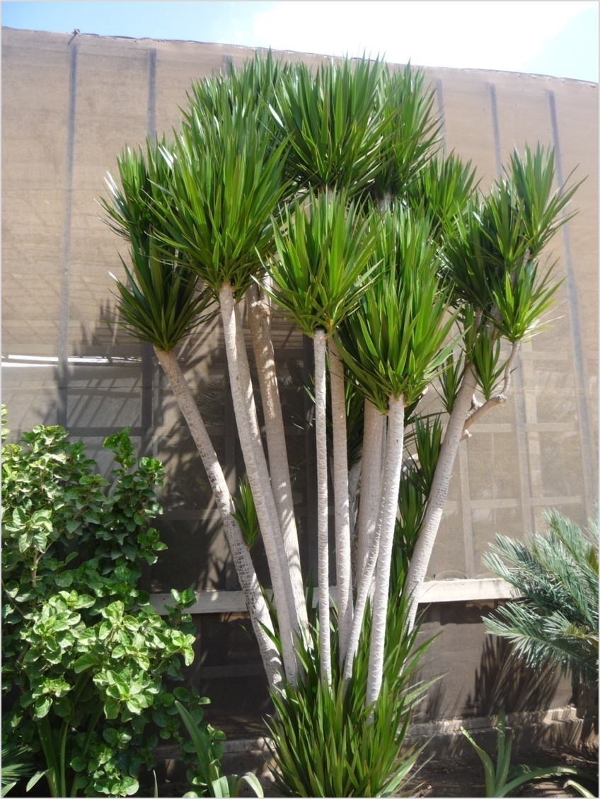 Dracaena marginata