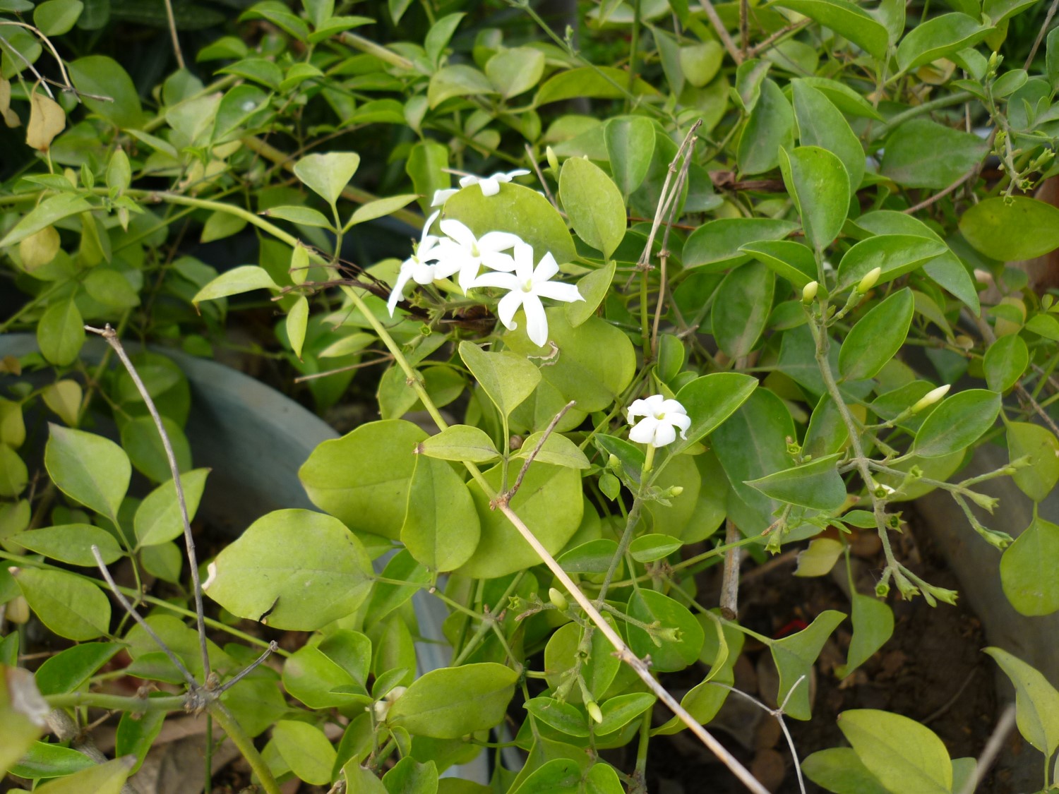 Jasminum azoricum