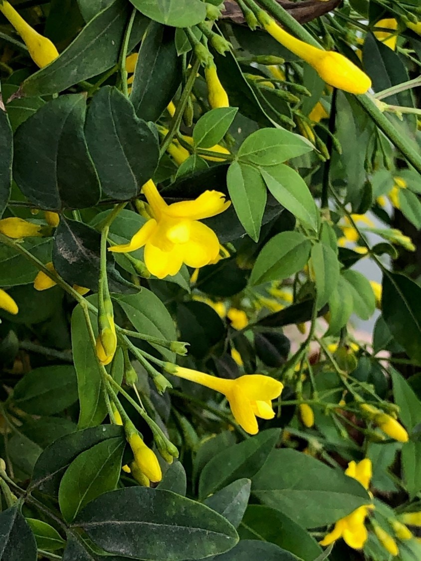 Jasminum humile