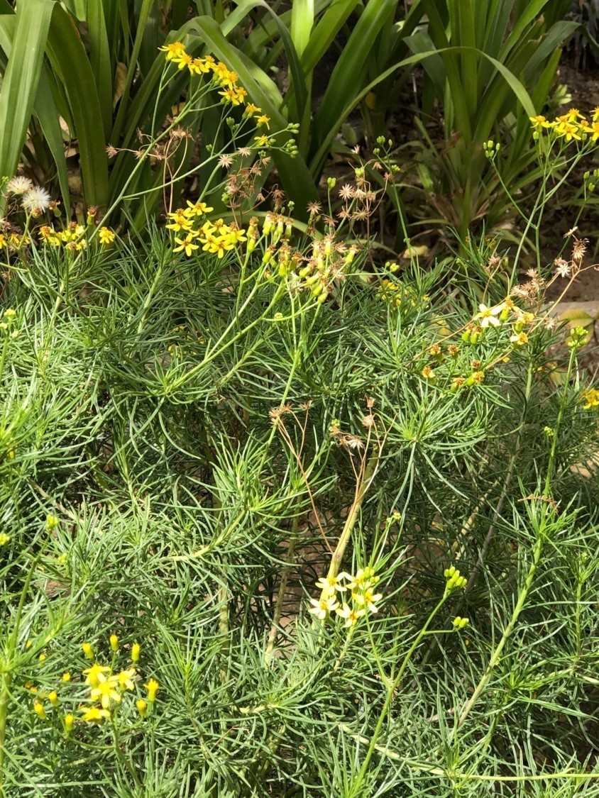 Senecio inaequidens