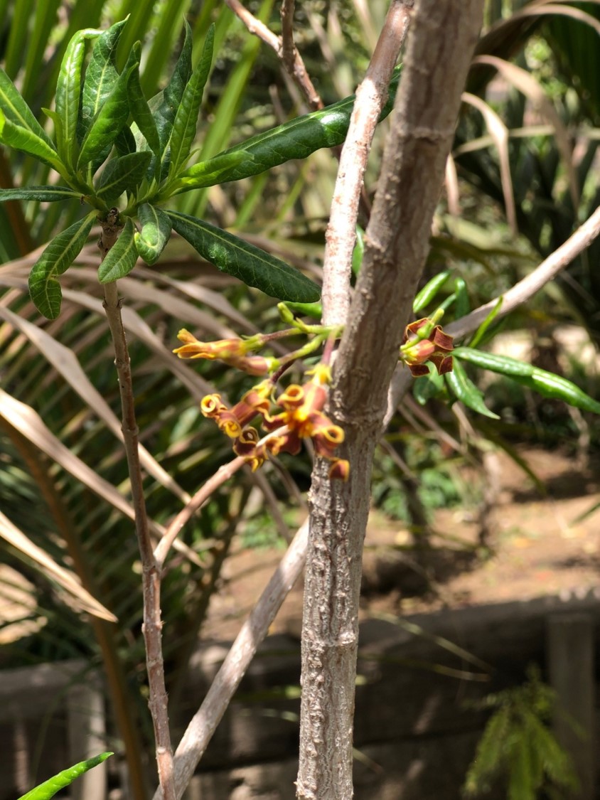 Strophanthus boivinii