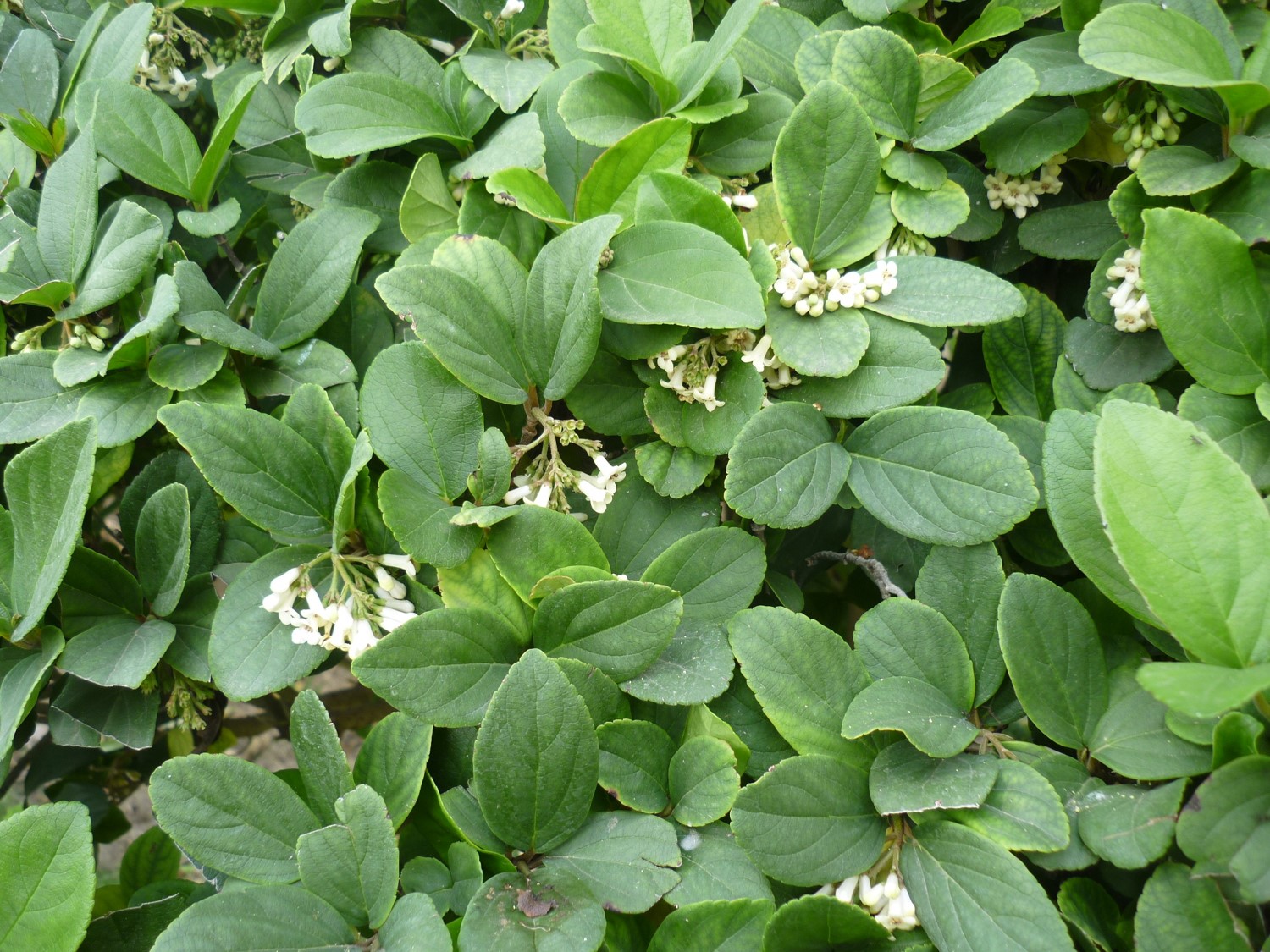 Viburnum suspensum