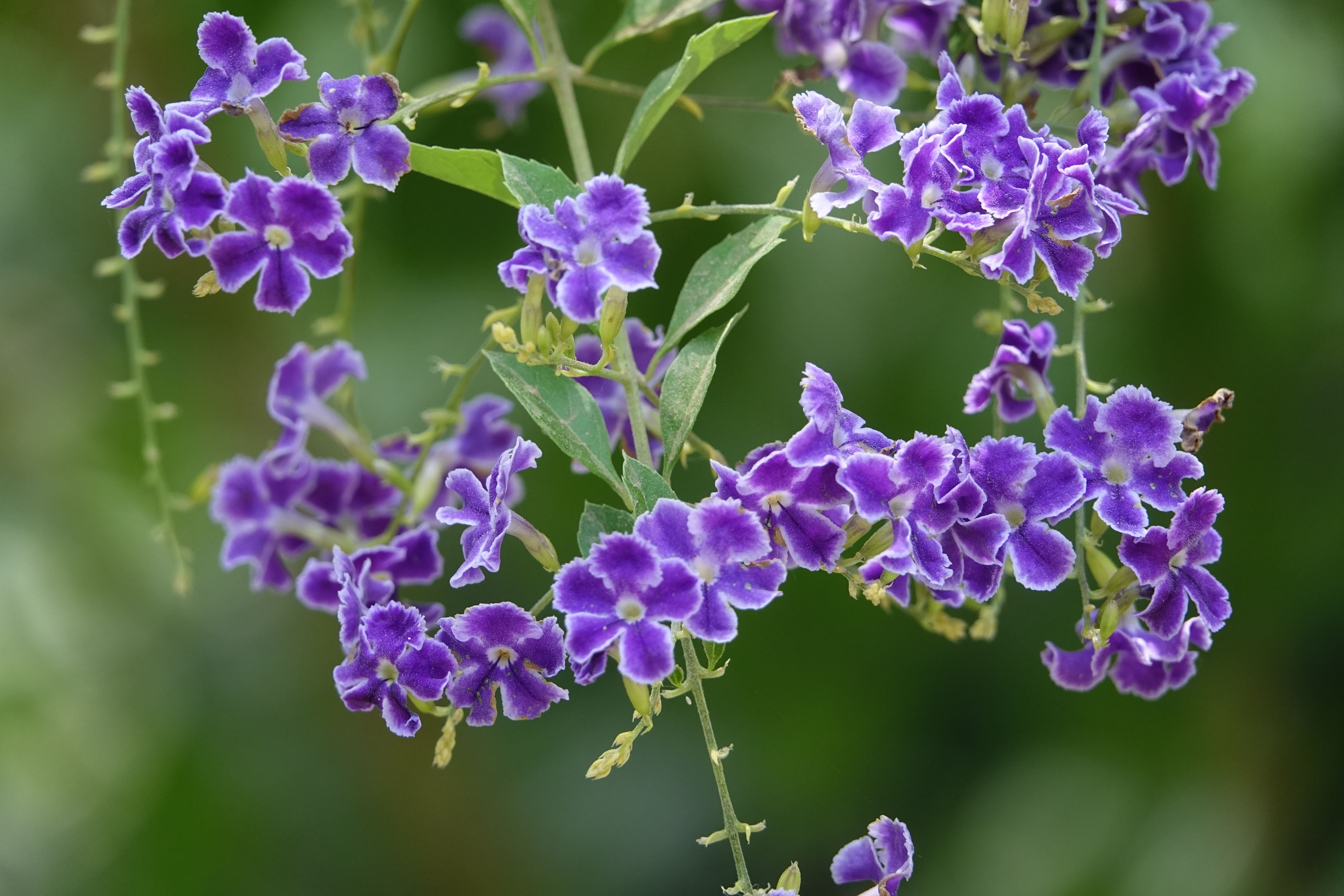 Duranta plumieri  ‘Thewet’