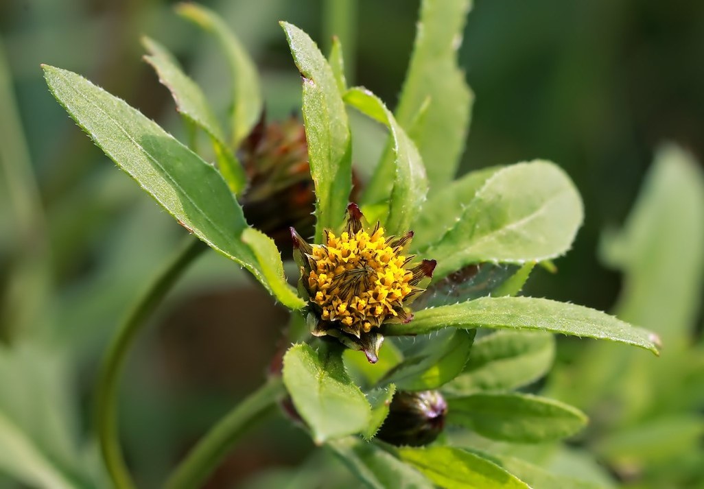 bidens tripartita