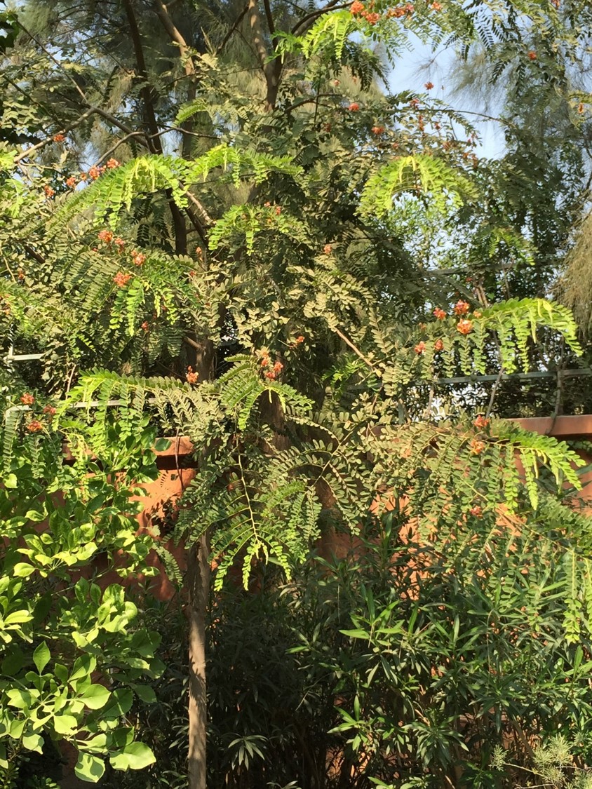 Cassia grandis