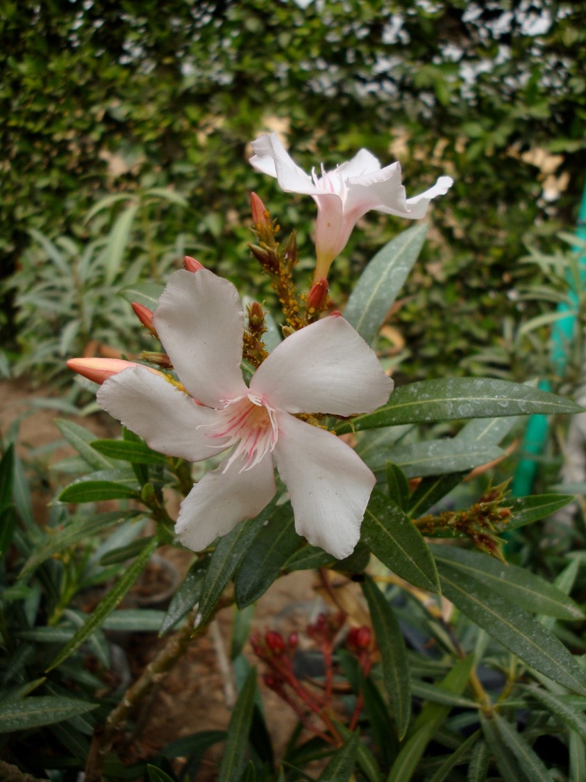 Nerium oleander