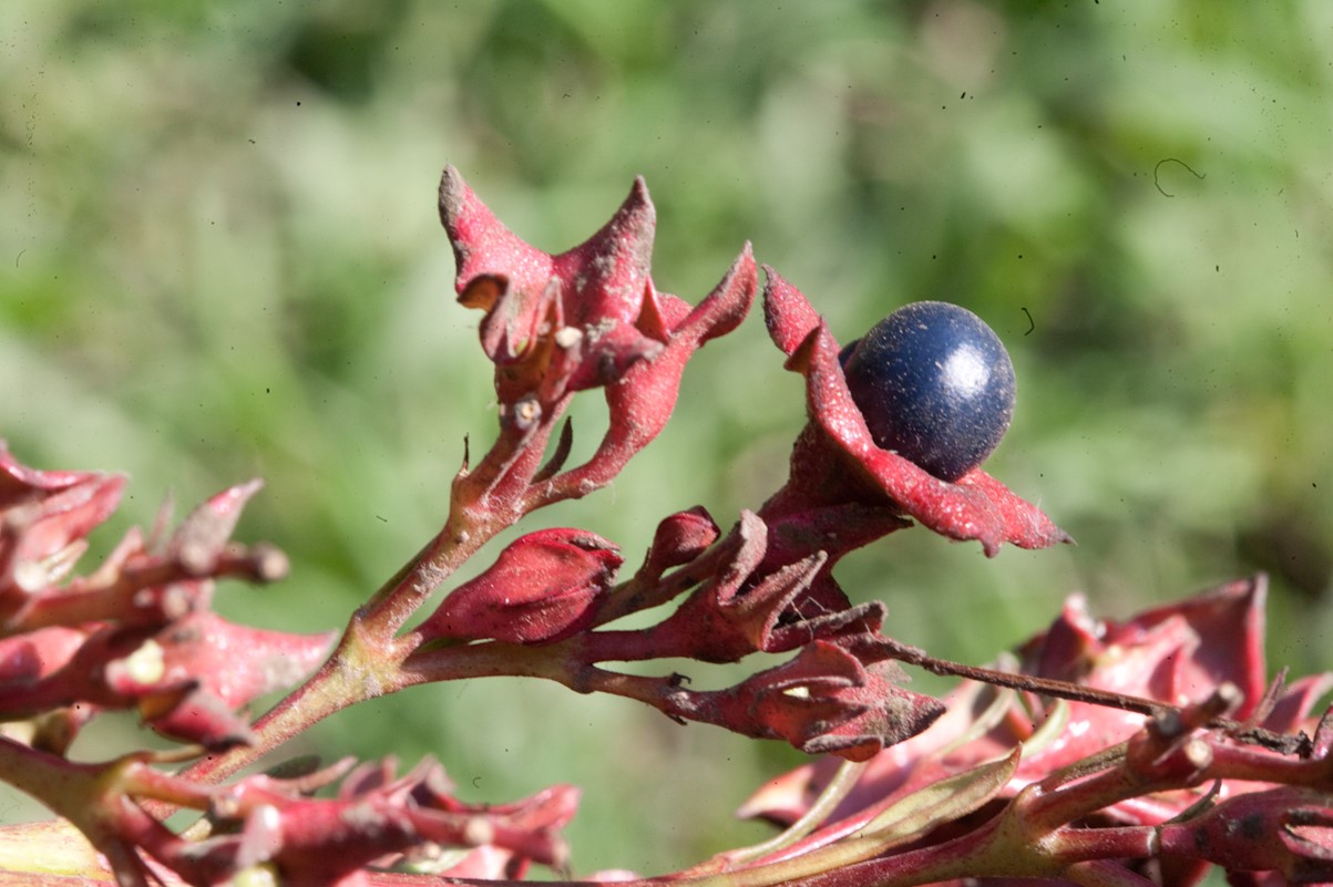 Clerodendrum indicum