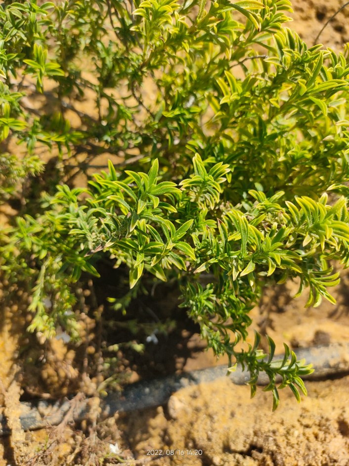 Thymus syriacus