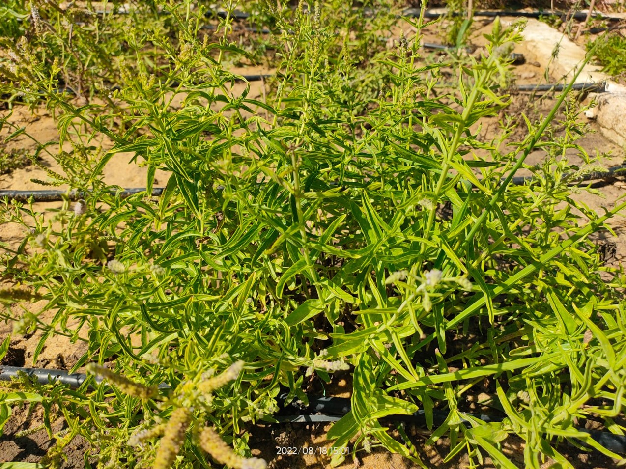 Mentha longifolia