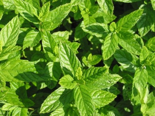 Mentha spicata var. viridis