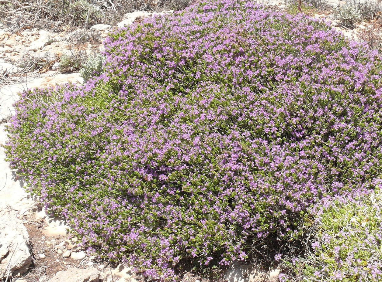 Thymus capitatus