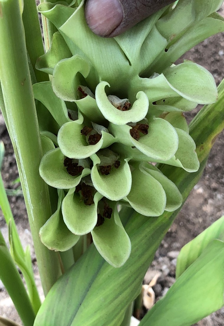 Curcuma longa