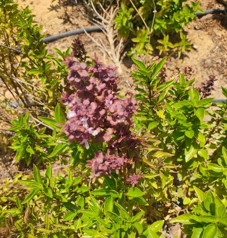 Ocimum basilicum  cv. ‘Cardinal’