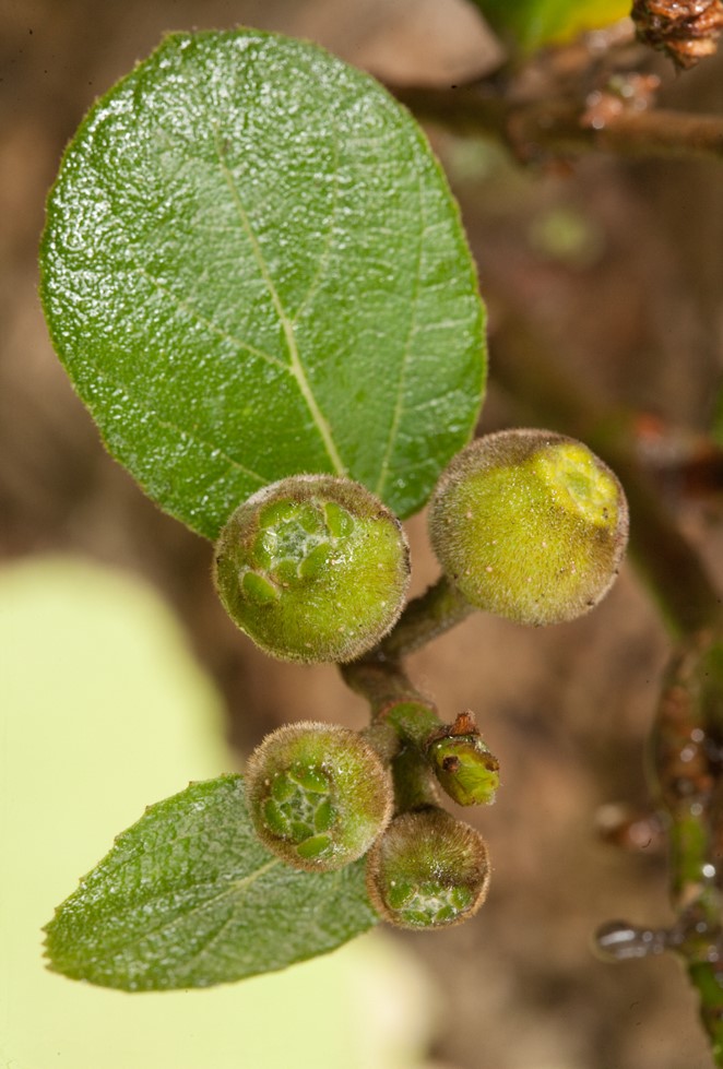 Ficus hispida