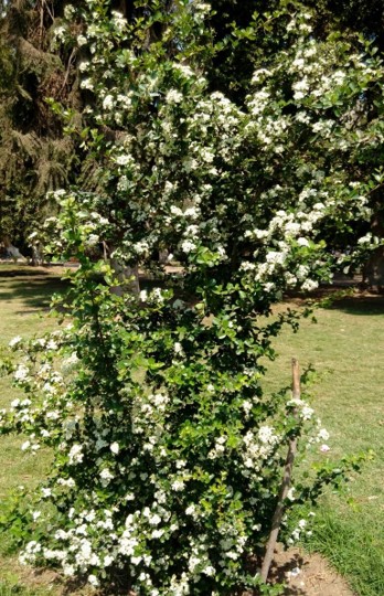 pyracantha crenatoserrata