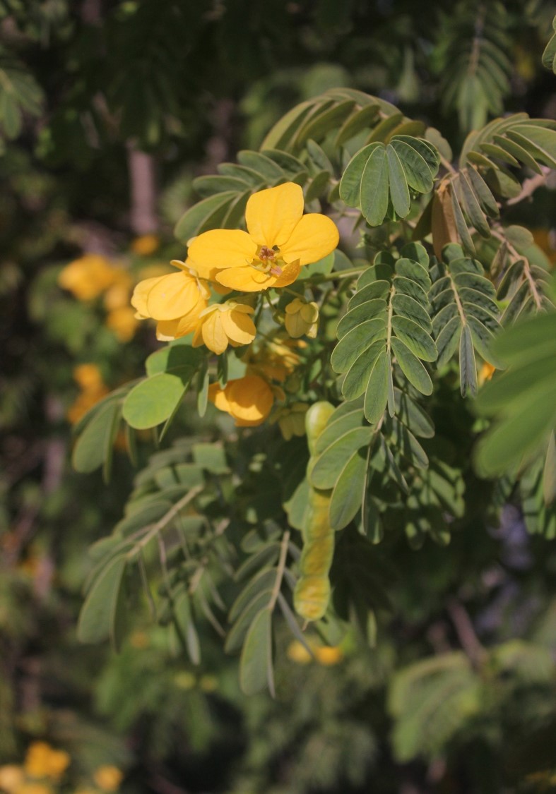 Senna surratensis