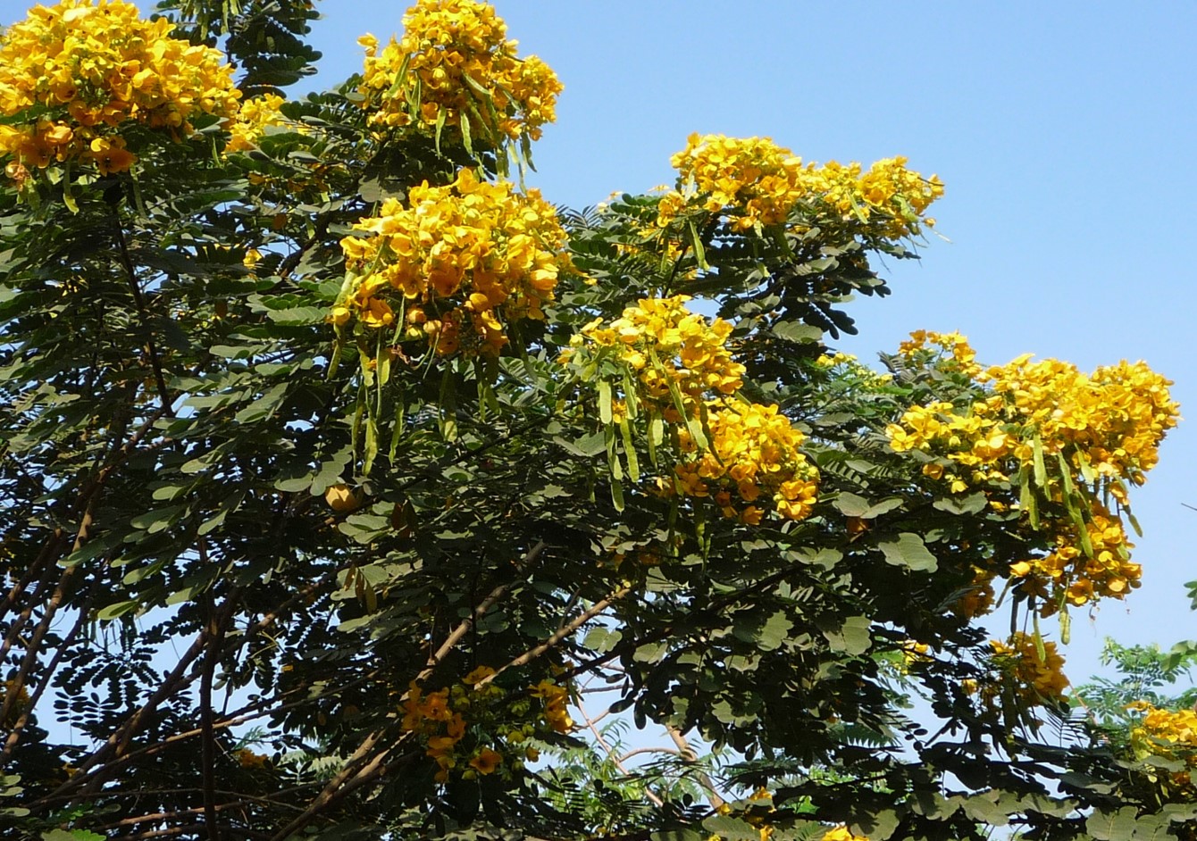 Senna surratensis