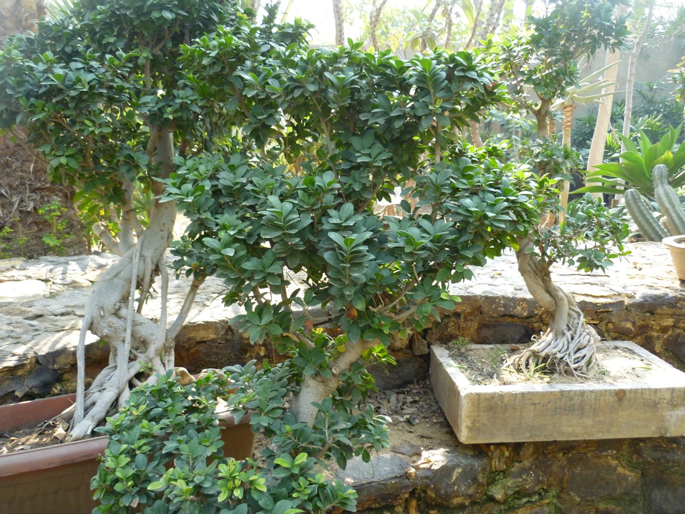 Ficus retusa