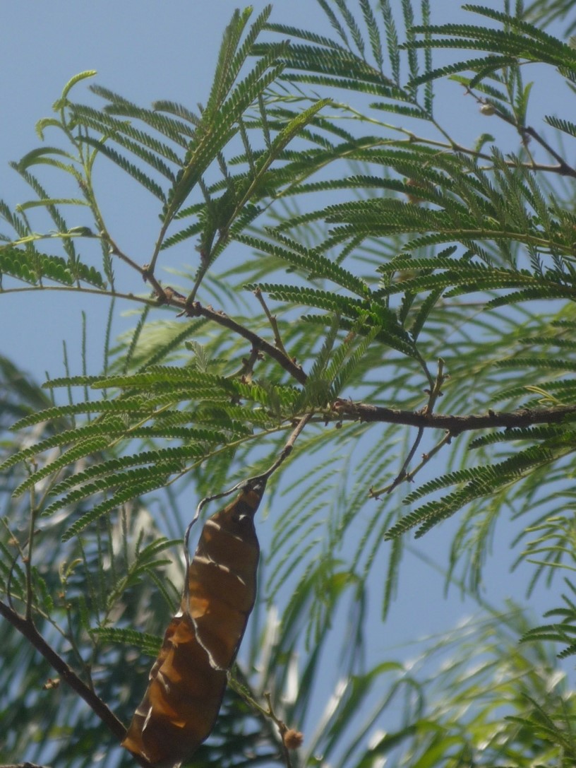 Acacia mearnsii