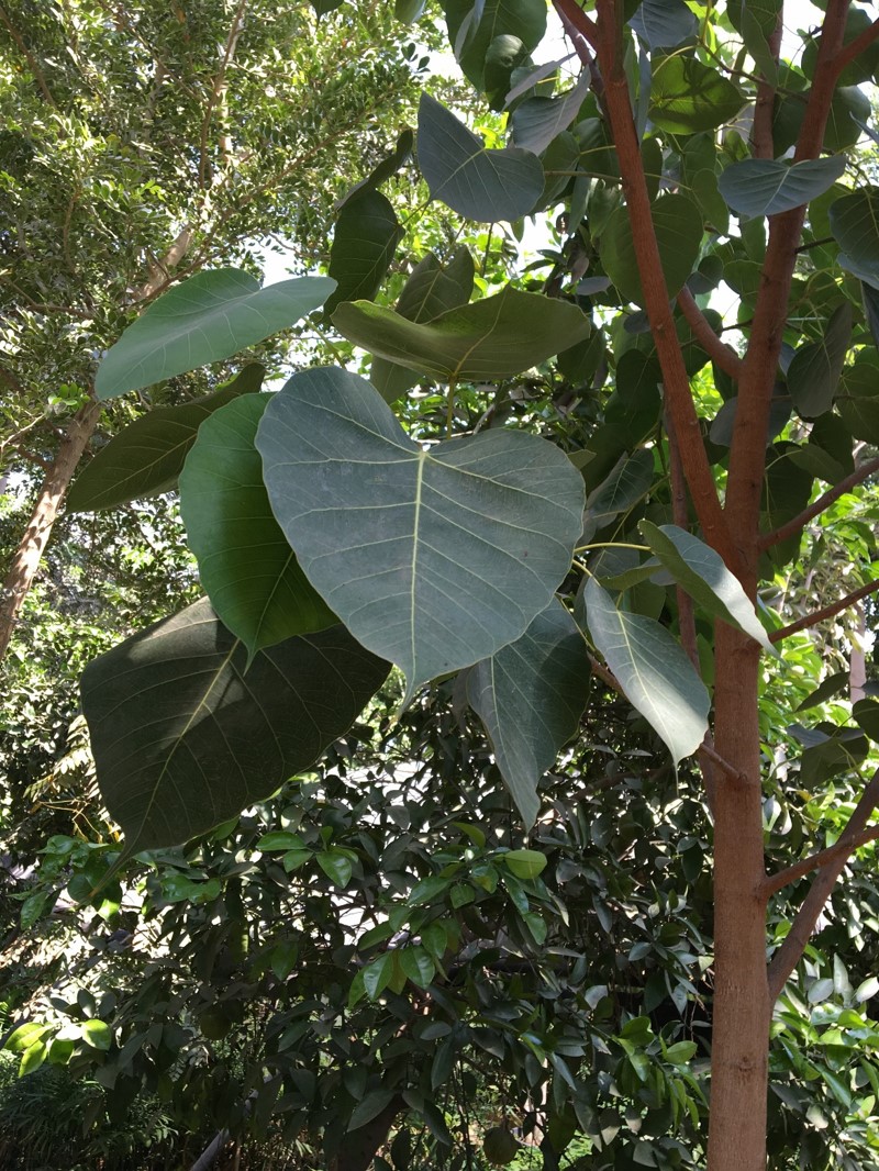 Ficus rumphii