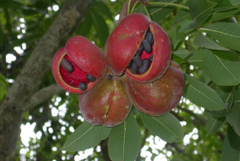 Sterculia foetida