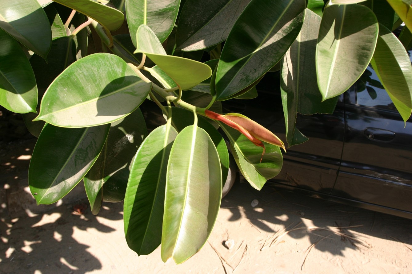 Ficus elastica