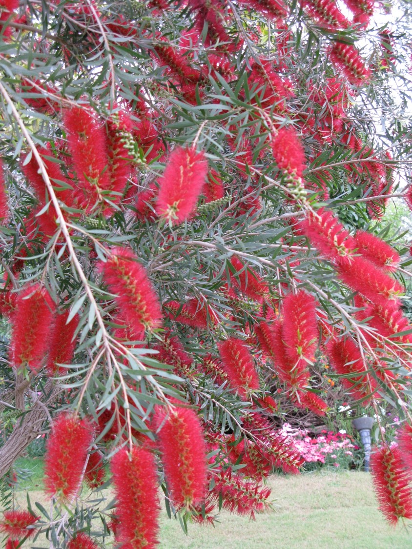 Melaleuca viminalis