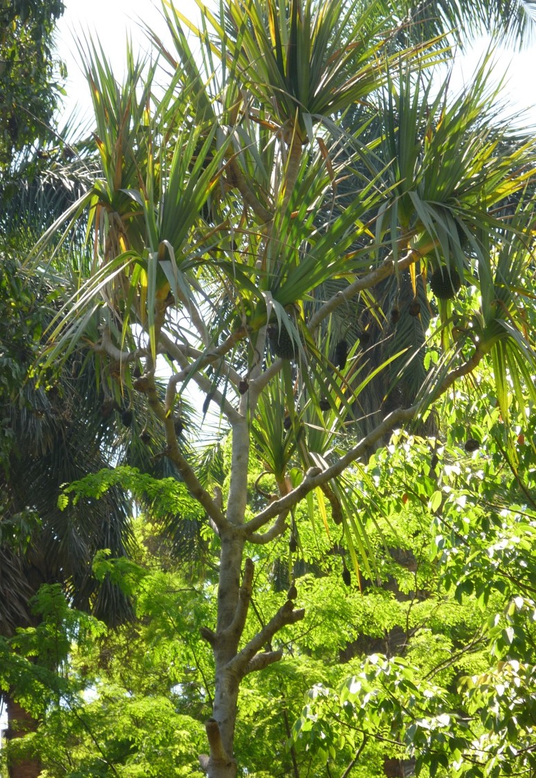 Pandanus utilis