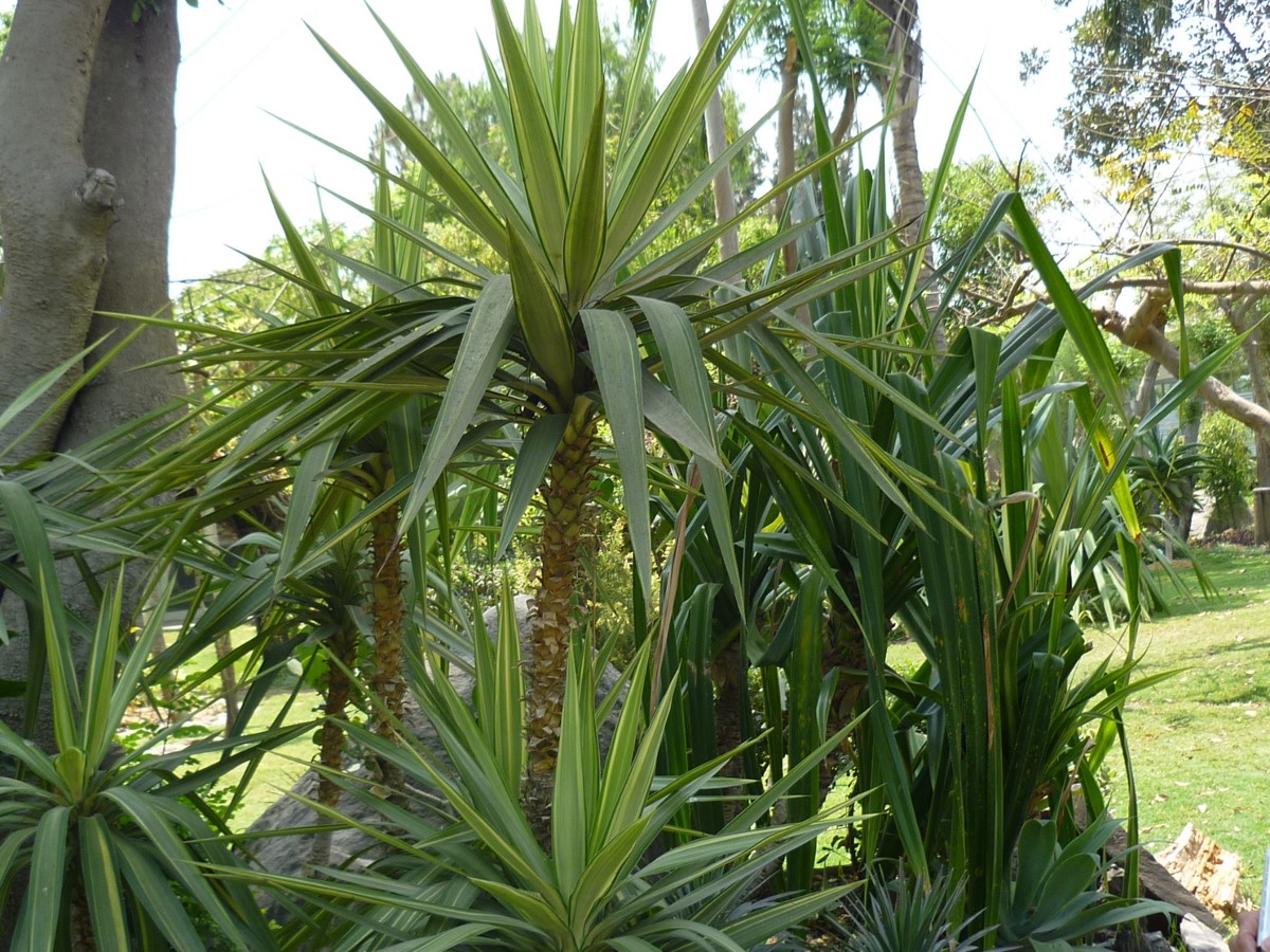 Yucca gigantea