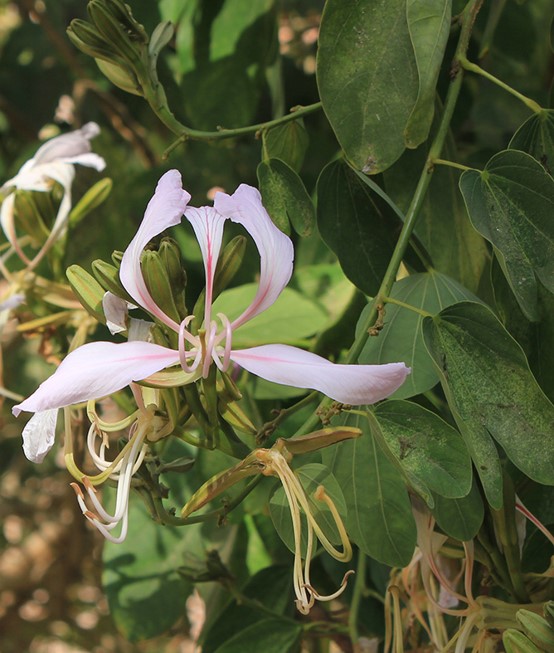 Bauhinia monandra