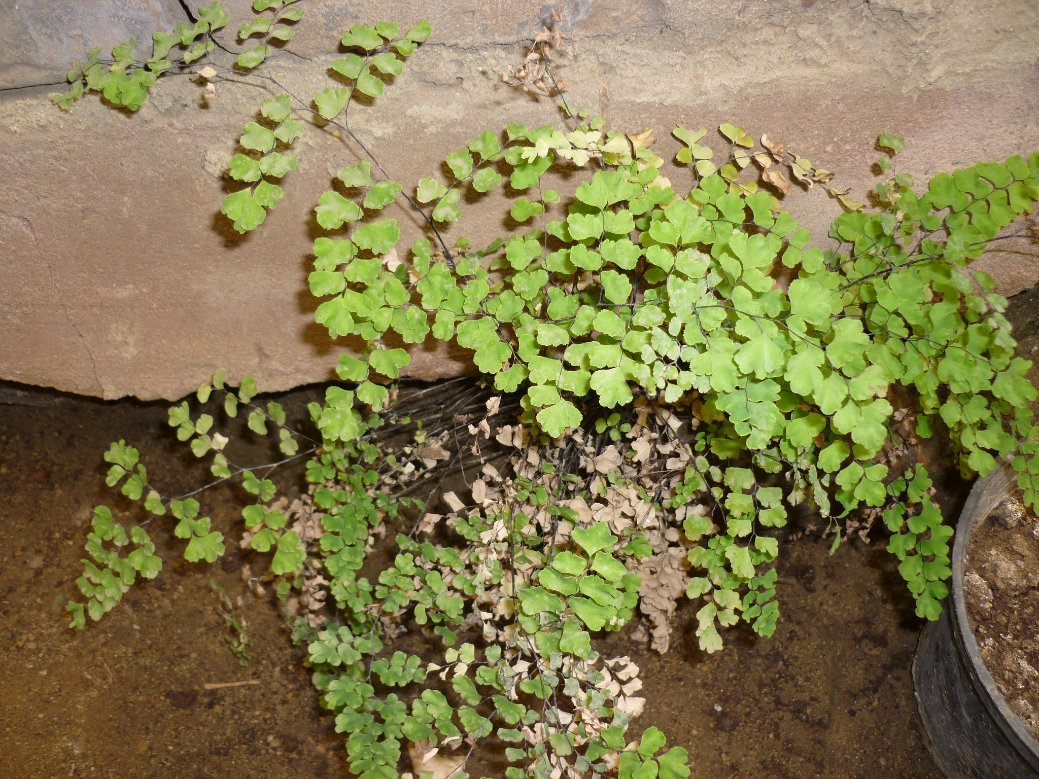 Adiantum capillus-veneris