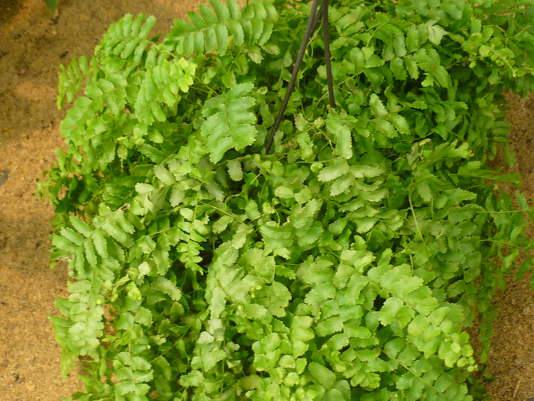 Adiantum caudatum