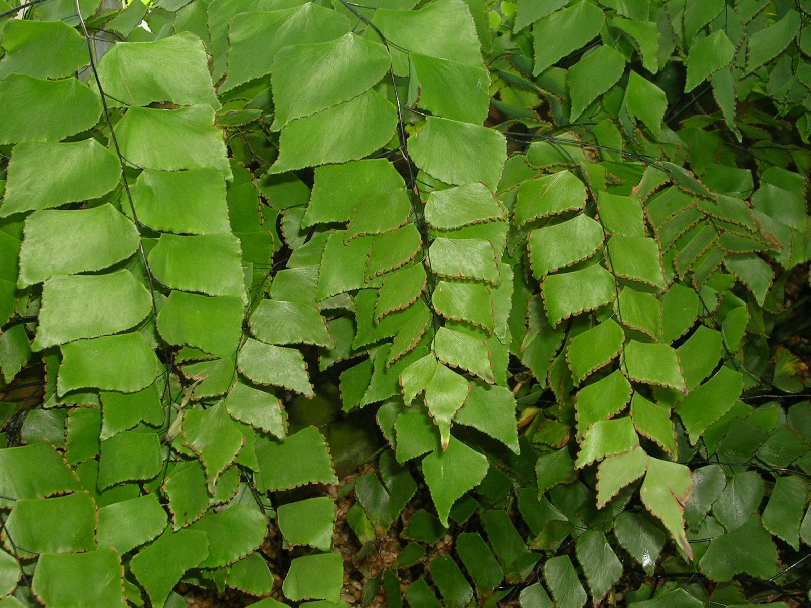 Adiantum trapeziforme