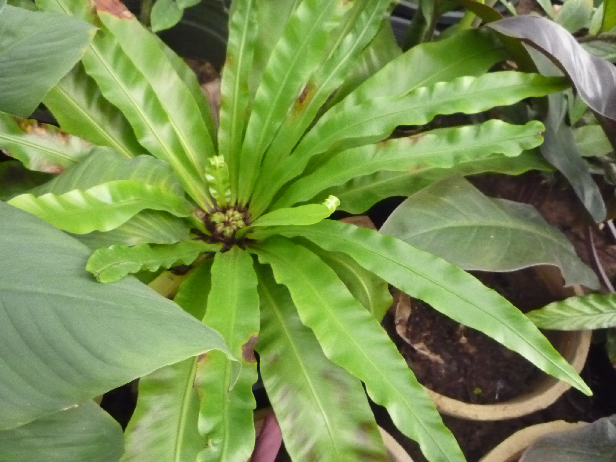 Asplenium nidus