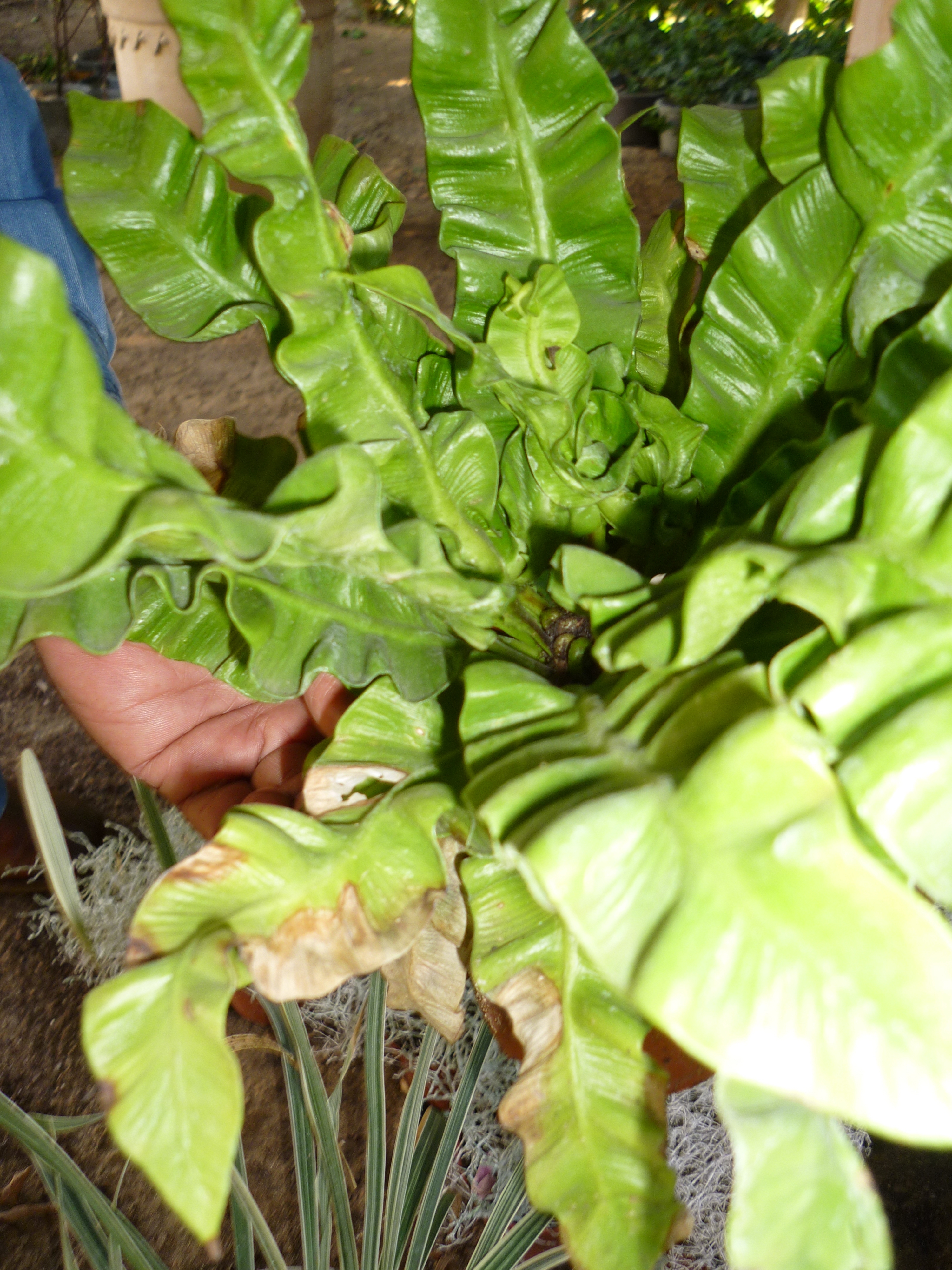 Asplenium nidus