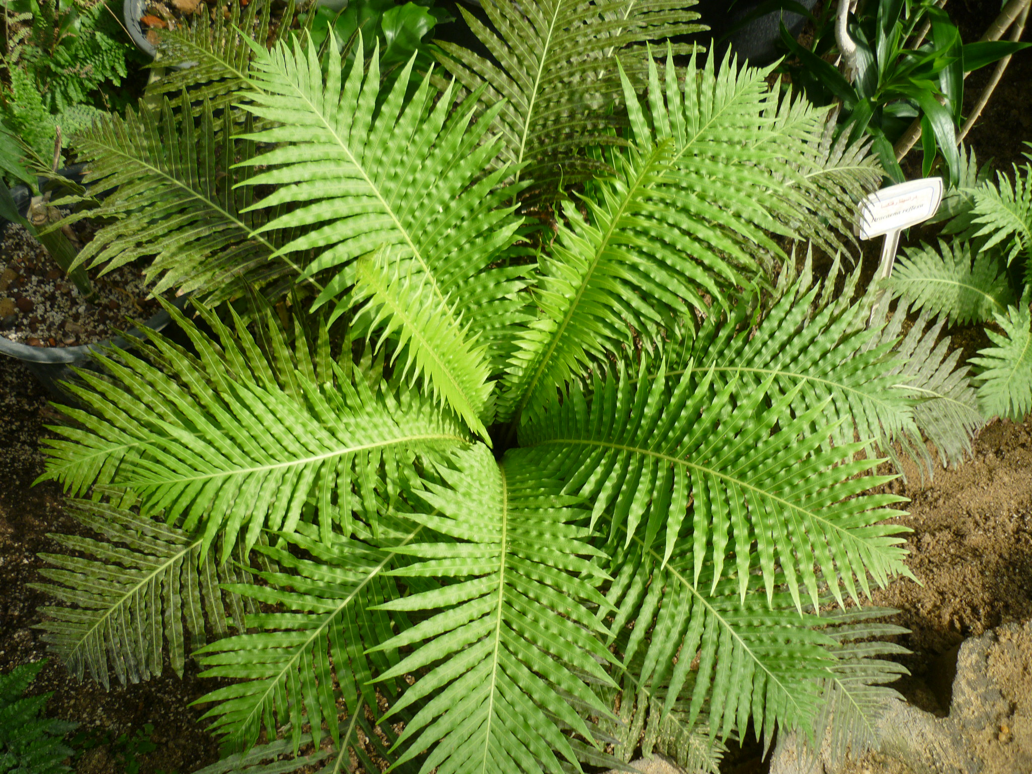 Blechnum gibbum