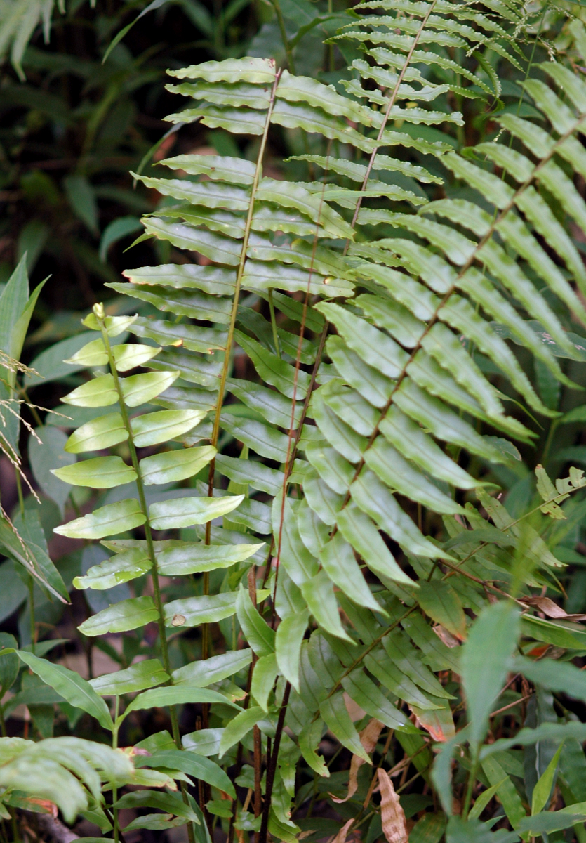 Nephrolepis biserrata