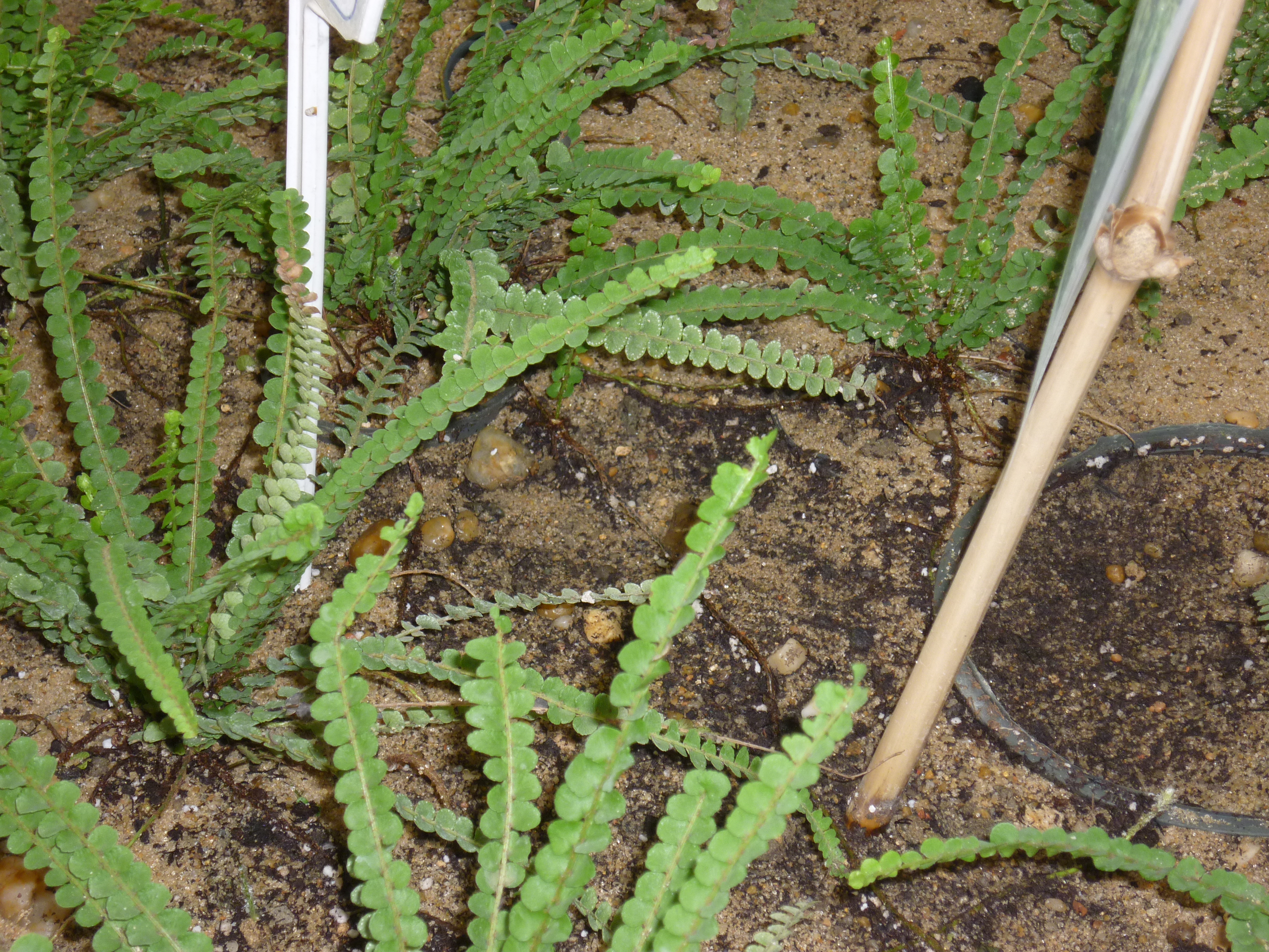 Nephrolepis cordifolia duffi