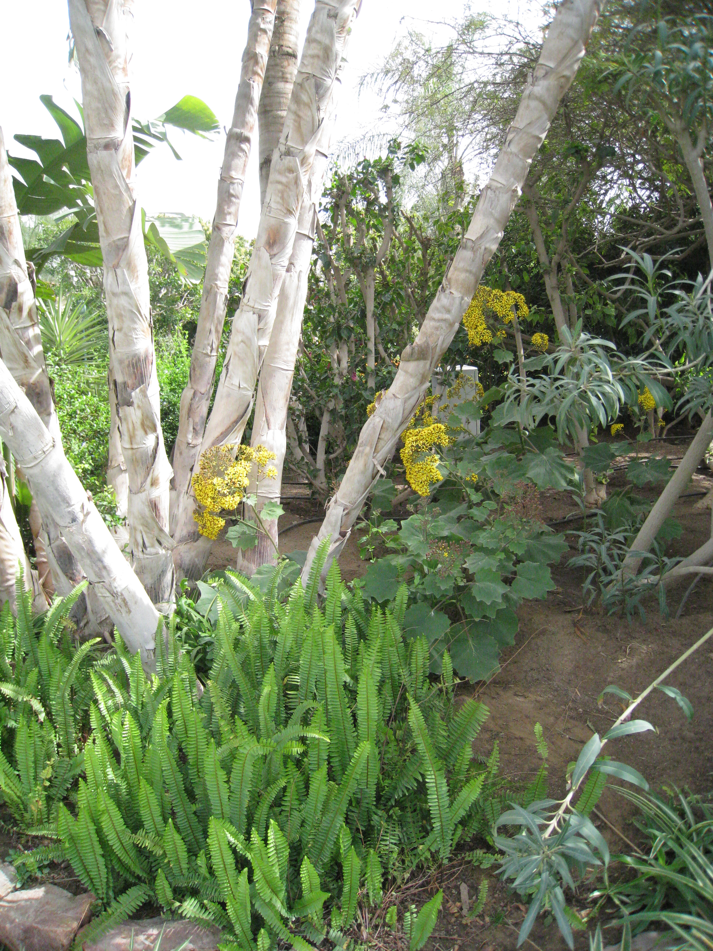 Nephrolepis exaltata