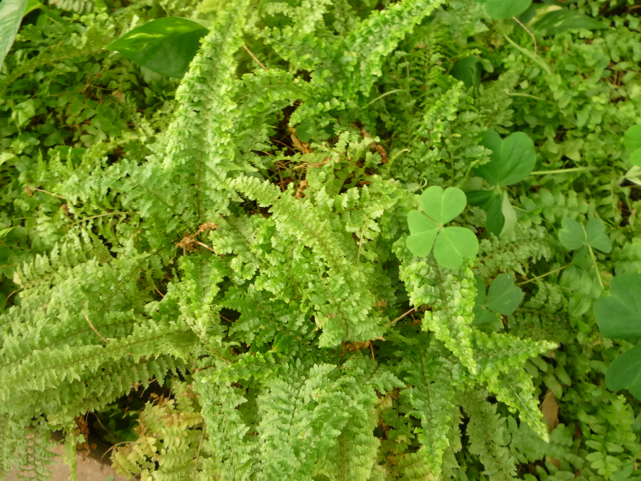 Nephrolepis exaltata