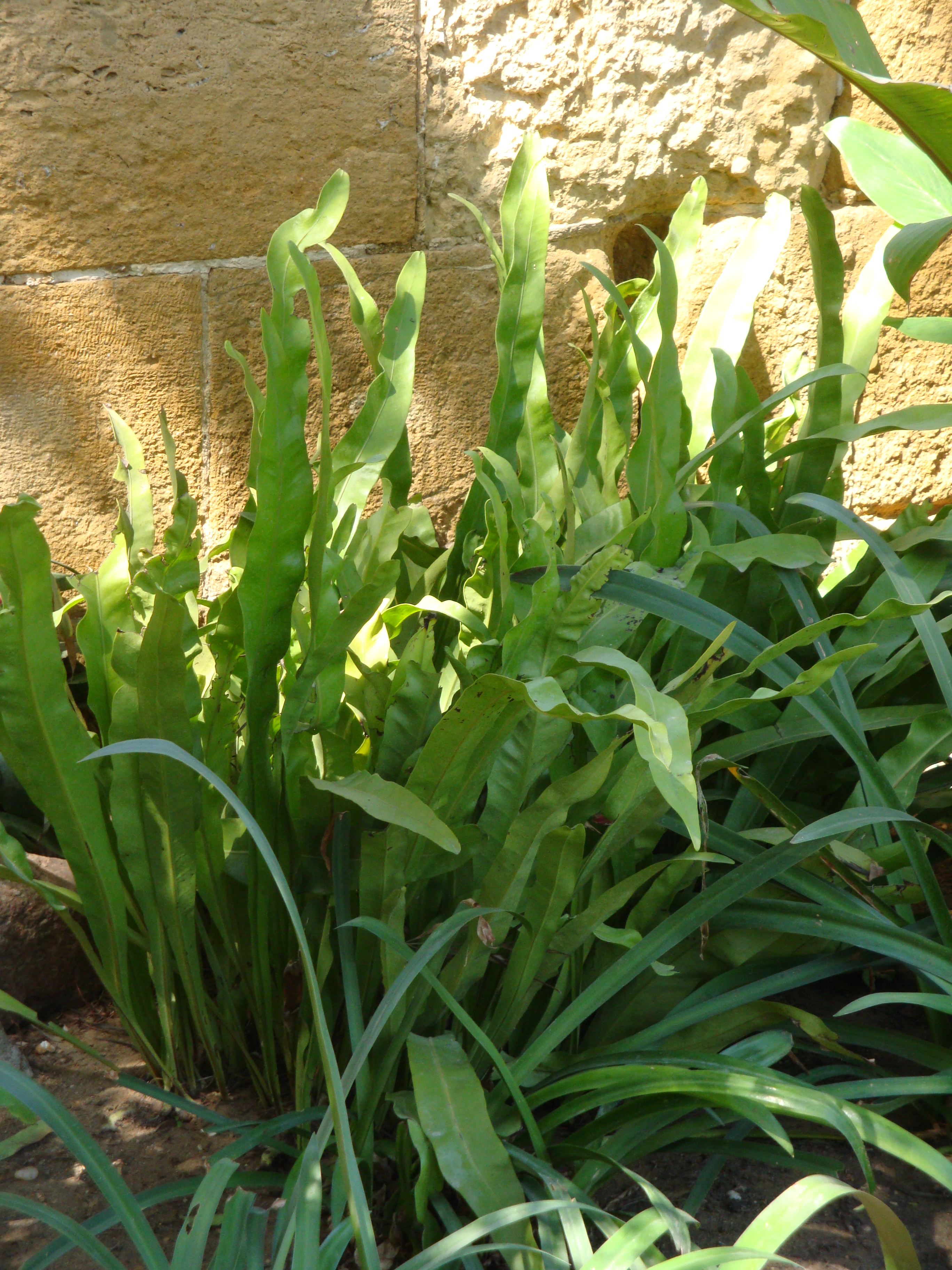 Polypodium punctatum