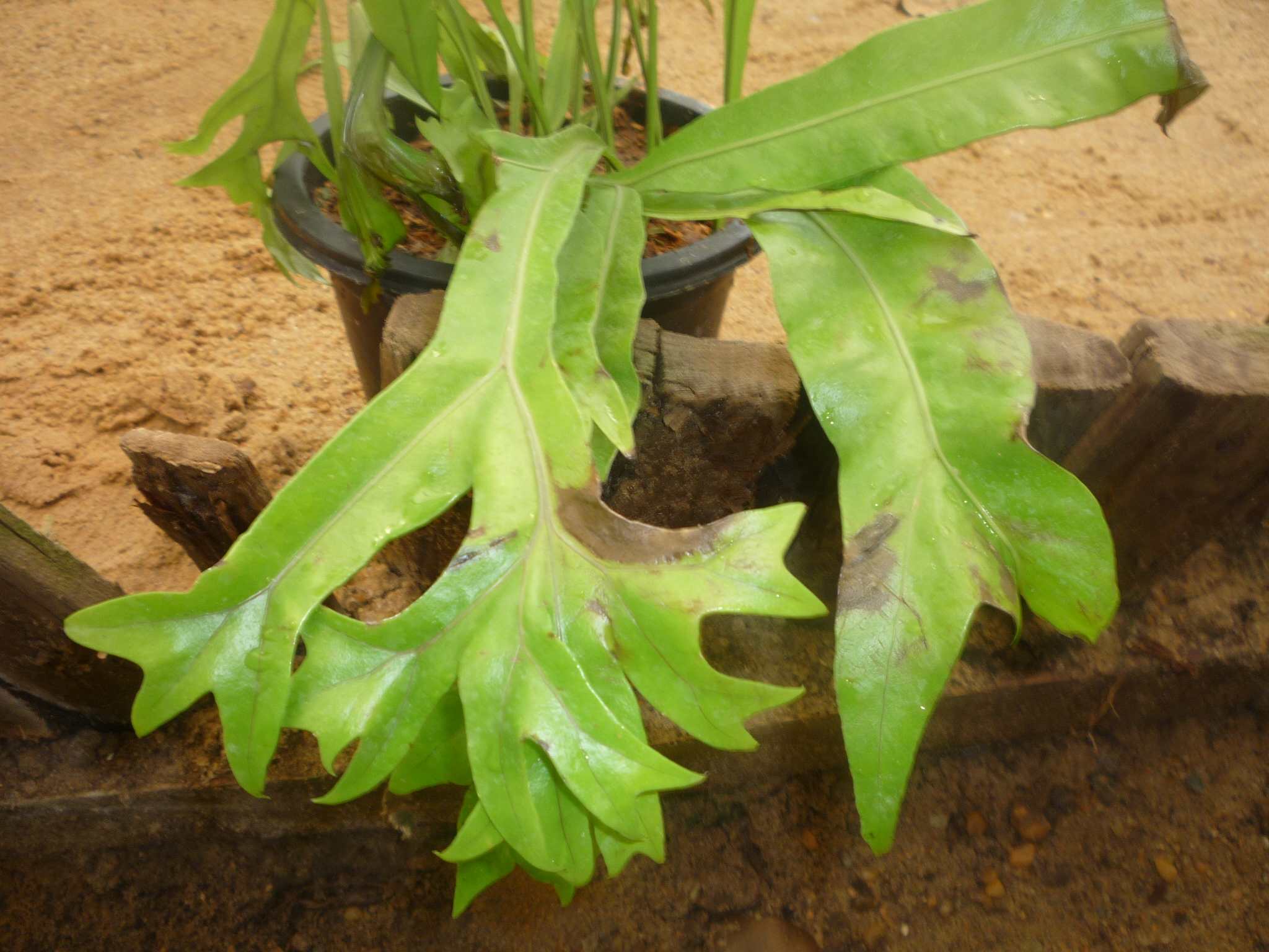 Polypodium punctatum